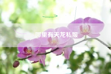 哪里有天龙私服
