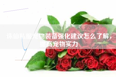 诛仙私服宠物装备强化建议怎么了解，提高宠物实力