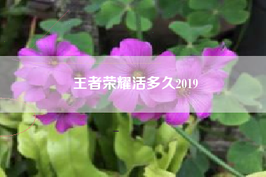 王者荣耀活多久2019