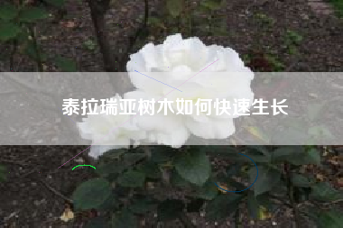 泰拉瑞亚树木如何快速生长