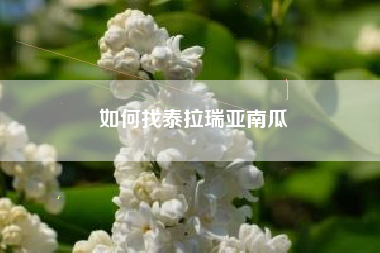 如何找泰拉瑞亚南瓜
