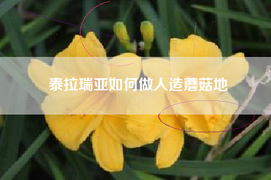 泰拉瑞亚如何做人造蘑菇地