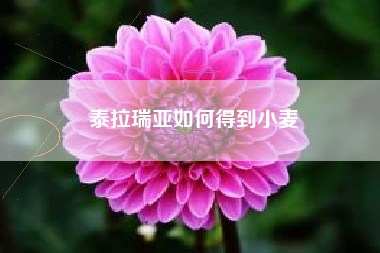 泰拉瑞亚如何得到小麦