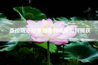 泰拉瑞亚雕像通电的昆虫如何捕获