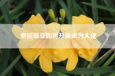 泰拉瑞亚如何开局成为大佬