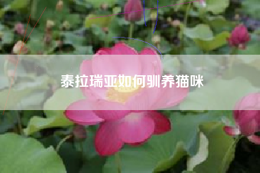 泰拉瑞亚如何驯养猫咪