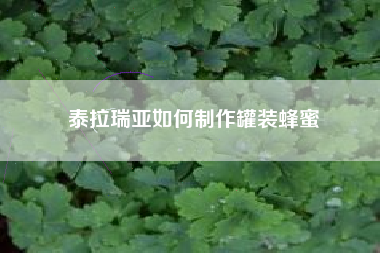 泰拉瑞亚如何制作罐装蜂蜜