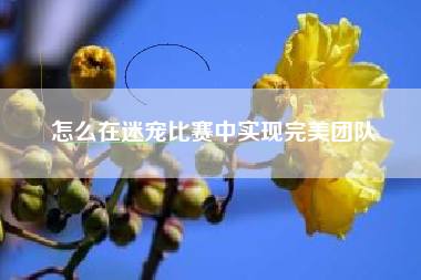 怎么在迷宠比赛中实现完美团队