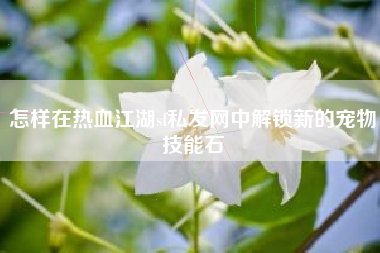 怎样在热血江湖sf私发网中解锁新的宠物技能石