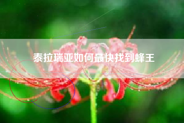 泰拉瑞亚如何最快找到蜂王