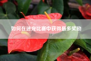 如何在迷宠比赛中获得最多奖励