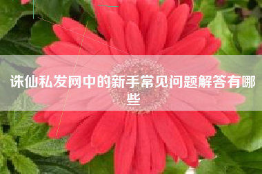 诛仙私发网中的新手常见问题解答有哪些
