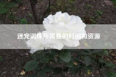 迷宠训练所需要的时间和资源