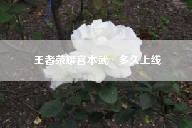 王者荣耀宫本武蔵多久上线