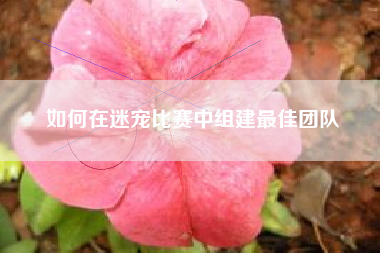 如何在迷宠比赛中组建最佳团队