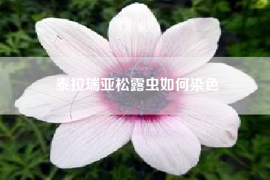 泰拉瑞亚松露虫如何染色