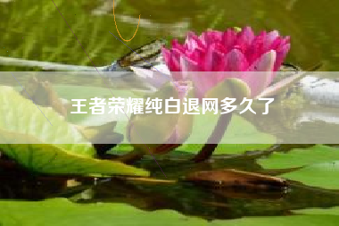 王者荣耀纯白退网多久了