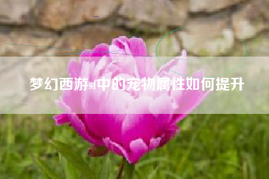 梦幻西游sf中的宠物属性如何提升