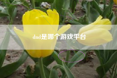 dnd是哪个游戏平台