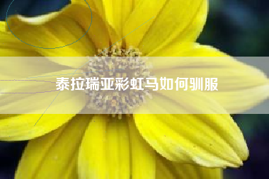 泰拉瑞亚彩虹马如何驯服