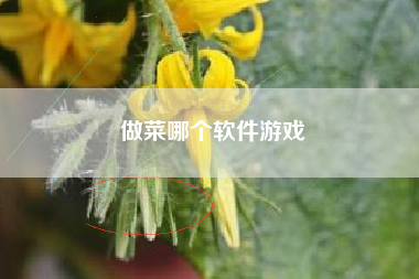 做菜哪个软件游戏