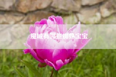 魔域有哪些蜘蛛宝宝