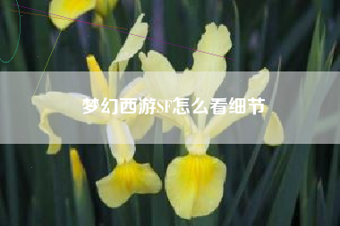 梦幻西游SF怎么看细节