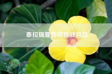 泰拉瑞亚如何挑战月总