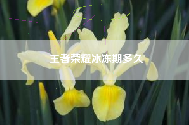 王者荣耀冰冻期多久