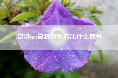 奇迹mu高级进化石出什么属性