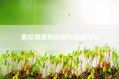 泰拉瑞亚如何保持蜜蜂存在