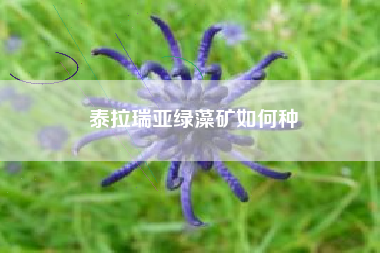 泰拉瑞亚绿藻矿如何种