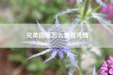 完美国际怎么查看元魄