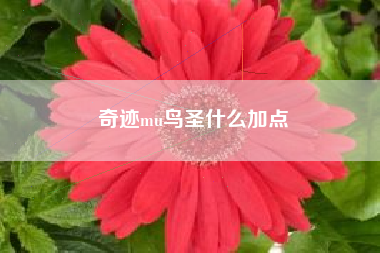 奇迹mu鸟圣什么加点