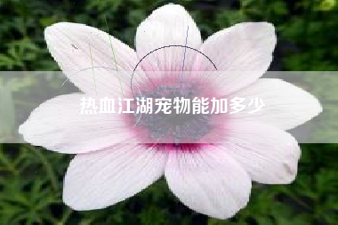 热血江湖宠物能加多少