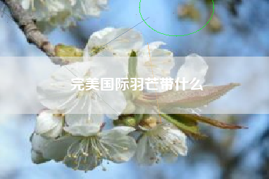 完美国际羽芒带什么